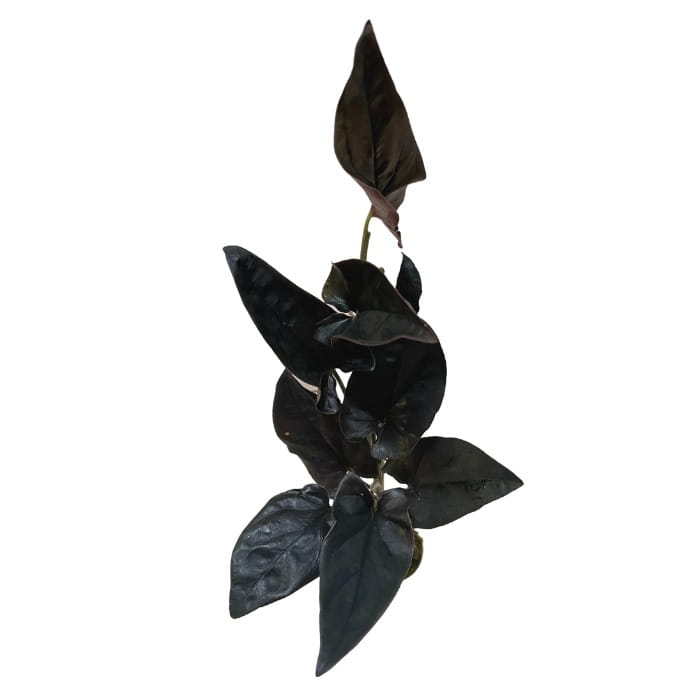 Syngonium erythrophyllum Wild Form