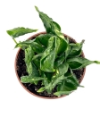 Epipremnum Godzilla / Shangri La