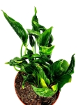 Epipremnum Godzilla / Shangri La