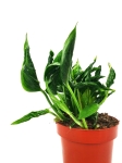 Epipremnum Godzilla / Shangri La
