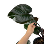 Philodendron Purple Congo - przykładowy CW