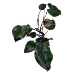 Philodendron Purple Congo - matecznik