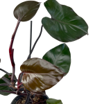 Philodendron Purple Congo - matecznik