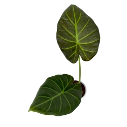 Alocasia Regal Shield - M
