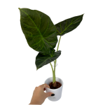 Alocasia Regal Shield - M