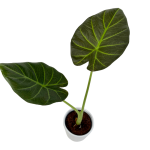 Alocasia Regal Shield - M