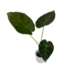 Alocasia Regal Shield - M
