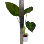 Alocasia Regal Shield - M