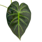 Alocasia Regal Shield - M