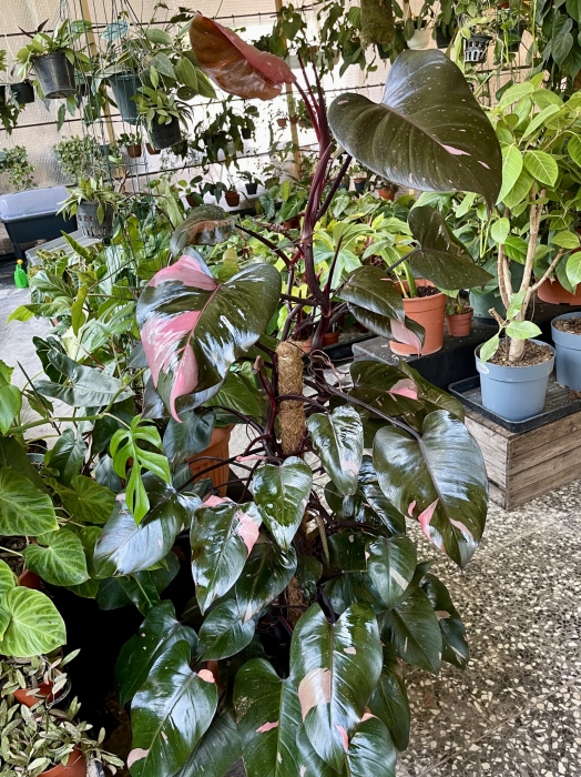 Philodendron Pink Princess XXXL