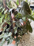 Philodendron Pink Princess XXXL