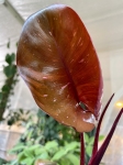 Philodendron Pink Princess XXXL