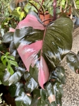 Philodendron Pink Princess XXXL