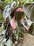 Philodendron Pink Princess XXXL