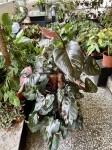 Philodendron Pink Princess XXXL
