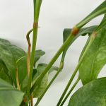 Anthurium gracile Red Pearl