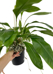Anthurium gracile Red Pearl