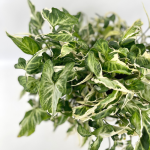 Syngonium Three Kings - cięty węzeł