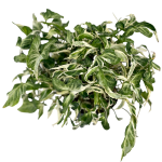 Syngonium Three Kings - matecznik