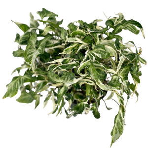 Syngonium Three Kings - cięty węzeł