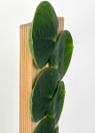 Rhaphidophora celatocaulis