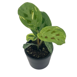 Marantha leuconeura kerchoveana variegata (1)