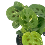 Marantha leuconeura kerchoveana variegata - S