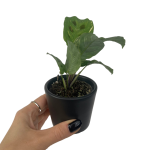 Marantha leuconeura kerchoveana variegata - S