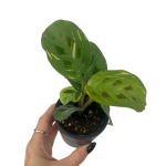 Marantha leuconeura kerchoveana variegata - S