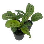 Marantha leuconeura kerchoveana variegata - S