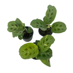 Marantha leuconeura kerchoveana variegata - S