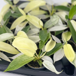Philodendron Florida Ghost - S