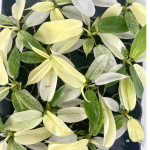 Philodendron Florida Ghost - S