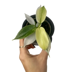 Philodendron Florida Ghost - S