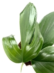 Rhaphidophora decursiva - cięty węzeł