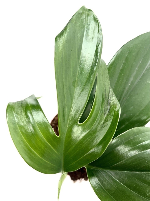 Rhaphidophora decursiva - cięty węzeł