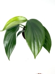 Rhaphidophora decursiva - matecznik