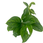 Monstera pinnatipartita  - roślina mateczna z której tniemy węzły