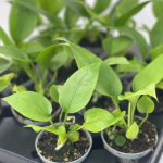Anthurium Sp.
