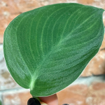 Scindapsus jade satin - cięty węzeł