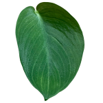 Scindapsus jade satin - cięty węzeł