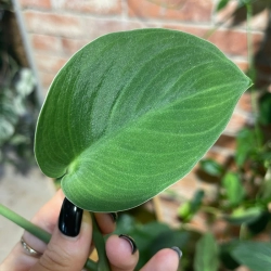 Scindapsus jade satin - cięty węzeł 
