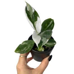 Philodendron White Wizard - S