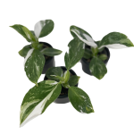 Philodendron White Wizard - S