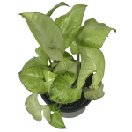 Syngonium White Butterfly  - zdjęcie poglądowe gatunku