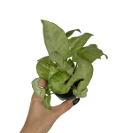 Syngonium White Butterfly
