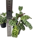 Ctenanthe Amabilis / Burle Marxii Fishbone - S