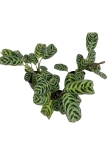 Ctenanthe Amabilis / Burle Marxii Fishbone - S