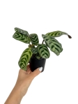 Ctenanthe Amabilis / Burle Marxii Fishbone - S