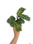 Ctenanthe Amabilis / Burle Marxii Fishbone - S